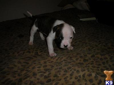 American Bulldog Puppies for Sale